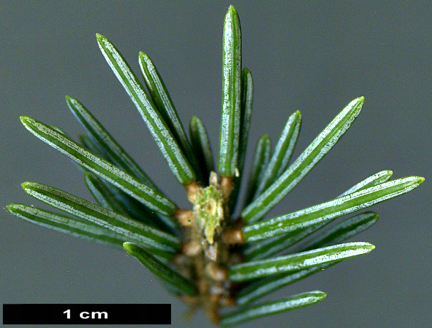 High resolution image: Family: Pinaceae - Genus: Picea - Taxon: likiangensis - SpeciesSub: var. rubescens